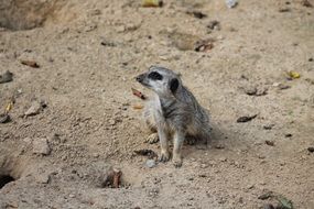 furry meerkat in nature