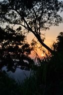 sunset behind a tree in sri lanka