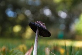 black mushroom on a blurred background