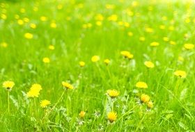 radiant dandelion spring meadow