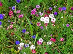 wild flowers of different colors on the field