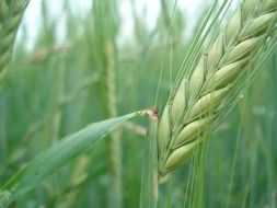 unripe wheat spike