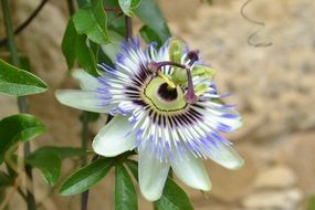 blue passionflower