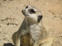 cute meerkat in wildlife