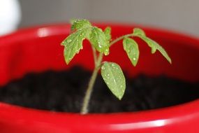 tomato seedlings in a red pot