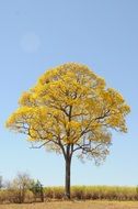 photo of yellow autumn tree on a sunny day