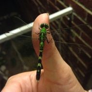 dragonfly on a finger