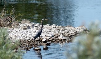 blue heron wildlife
