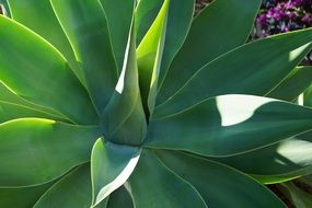 Green fresh agave plant