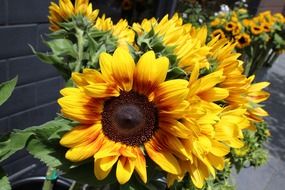 ornamenal sunflowers for sale