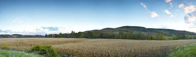 cornfield in farmland