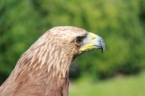 Photo of the head of bird of prey
