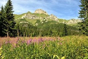 Tatry Slovakia meadow with flowers