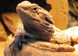 watching bearded dragon