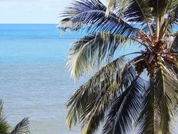 coconut tree on the beach