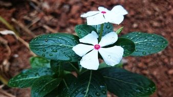 terrific white plants with green leaves