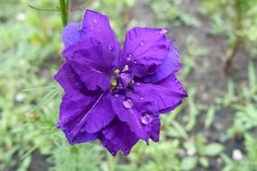 Violet flower in summertime