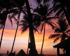 sunset palm trees india beach