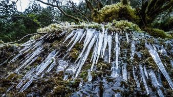 frozen icicles in the forest