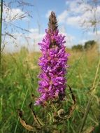 lythrum salicaria flower on the wild meadow