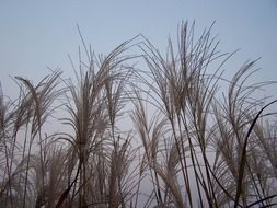 river reed plants