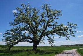 spring oak at road