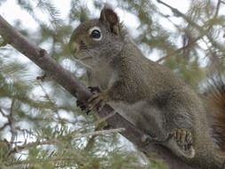 squirrel on a tree branch in the park