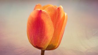 tender tulip flower blossom