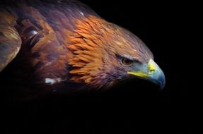 Golden head of a eagle close up