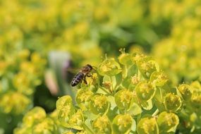 a bee on the spring flower
