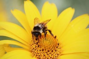 bumblebee on the yellow blossom