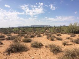 bushes in the desert on a sunny day