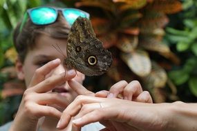 butterfly on the childs hand close-up on a blurred background