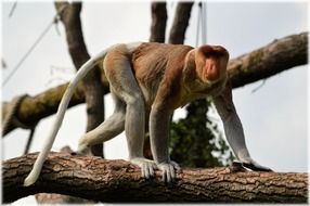 climbing long-nosed monkey