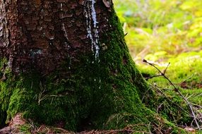 Green moss on the tree