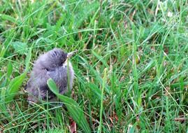 little fluffy chick in the grass