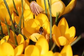 bee and yellow crocuses