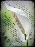 White Spathiphyllum on a background of paper with notes