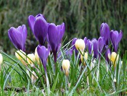 side view of a multi-colored crocuses in the grass
