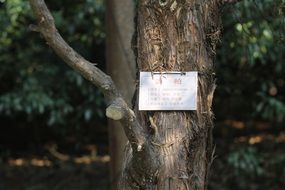 juniperus sabina, Botanical Identification label on tree trunk