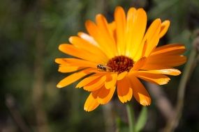 insect on orange flower on a blurred background