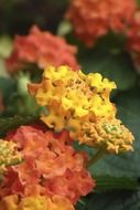 yellow-orange blooming lantana