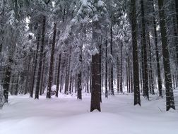 perfect winter forest