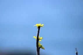 flower macro