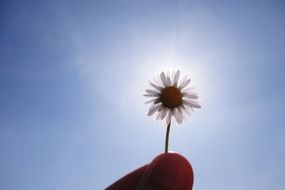 Daisy against the sun in hand close-up