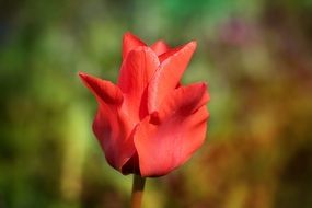 red tulip on blurred background close up