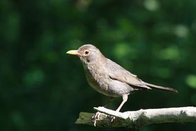 Picture of the sparrow bird is on a branch