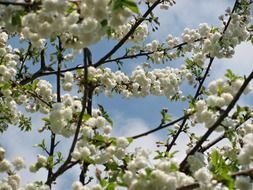 tree white blossom