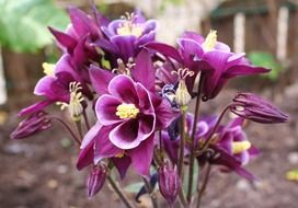 purple beautiful aquilegia in garden closeup