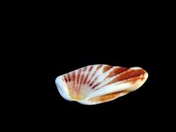 red and white seashell at black background